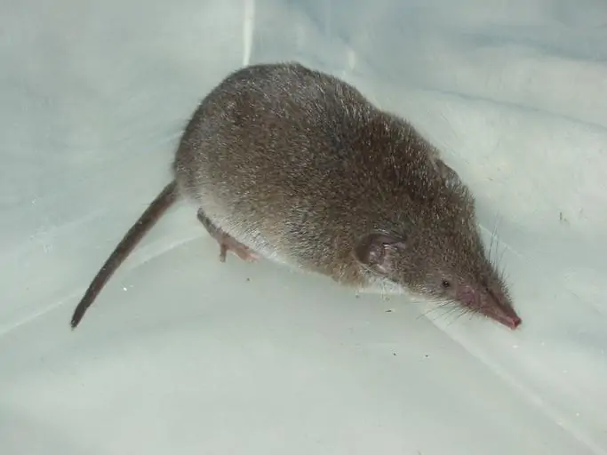 6 a shrew in a bucket