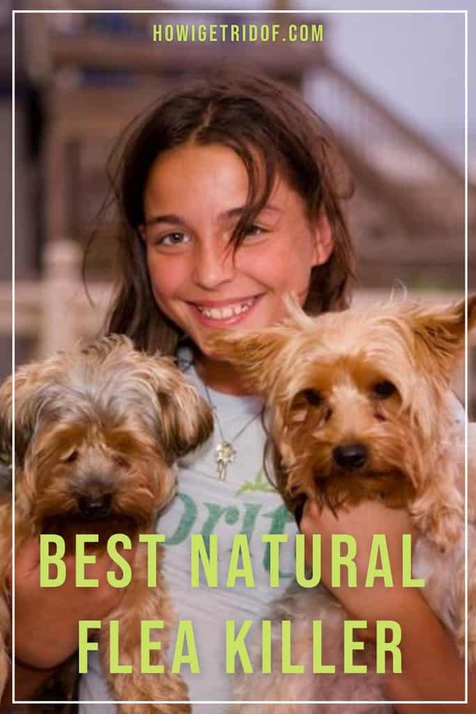 Best Natural Flea Killer How I Get Rid Of