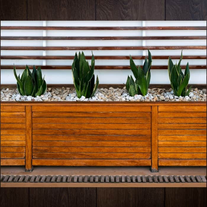 11. Sansevieria are perfect for minimalist gardens