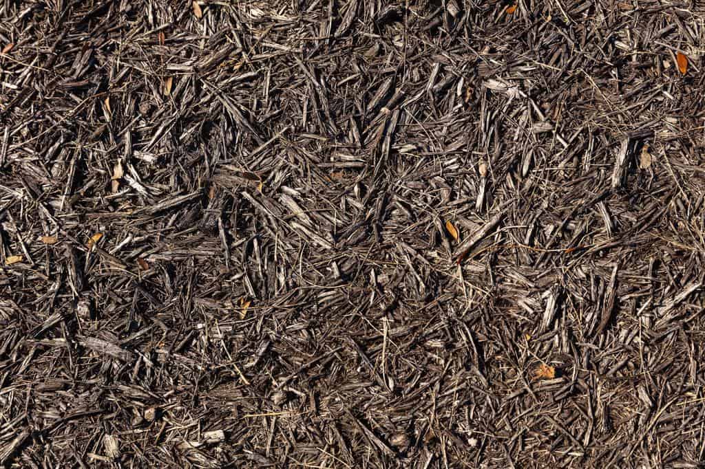 How To Get Rid Of Termites In Mulch How I Get Rid Of