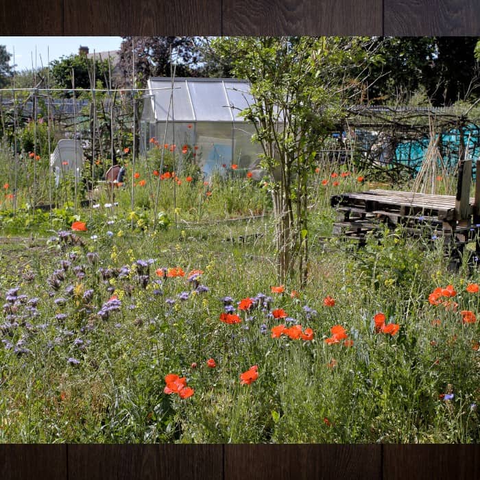 24. Dont be fooled by wildflower garden appearance