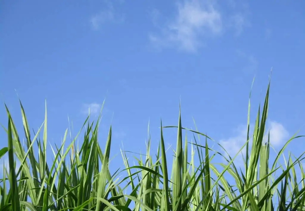 5 grass and sky