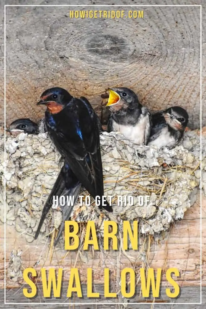 How To Get Rid Of Barn Swallows - How I Get Rid Of