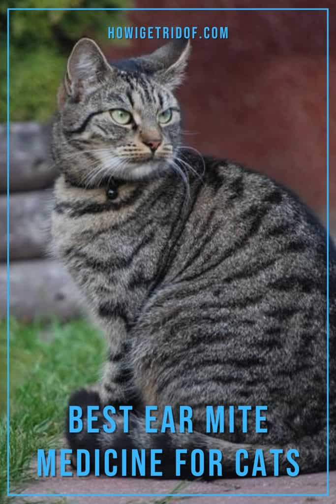 Best Ear Mite Medicine For Cats How I Get Rid Of
