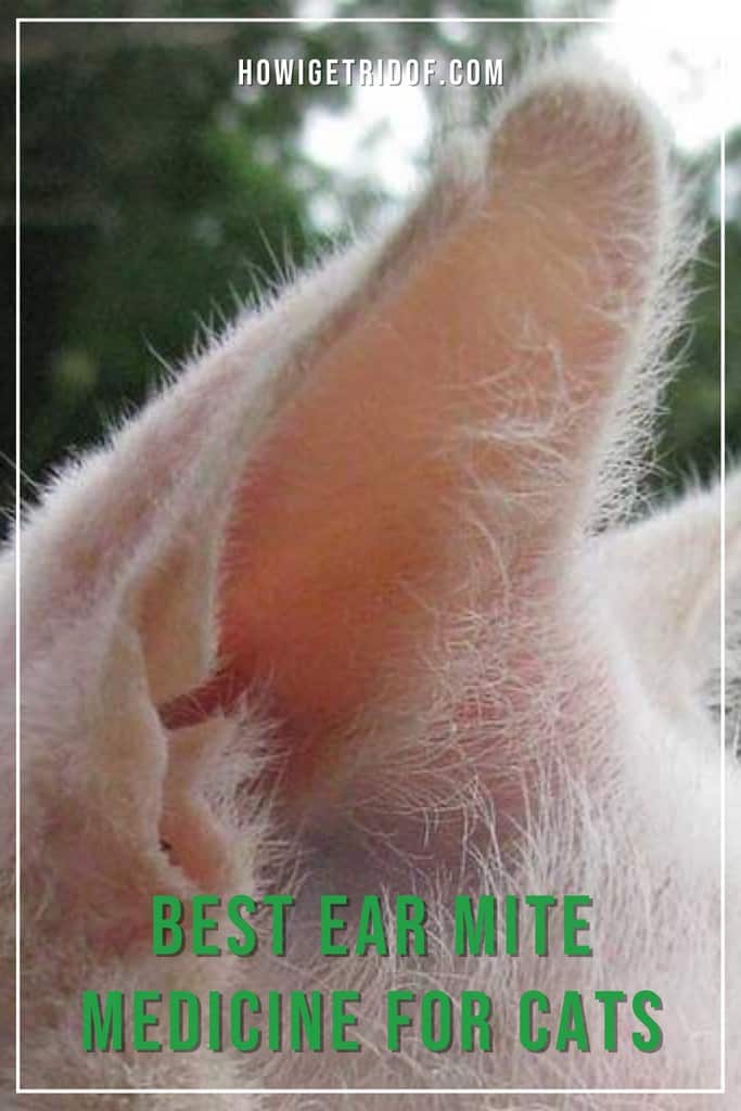 Best Ear Mite Medicine For Cats How I Get Rid Of