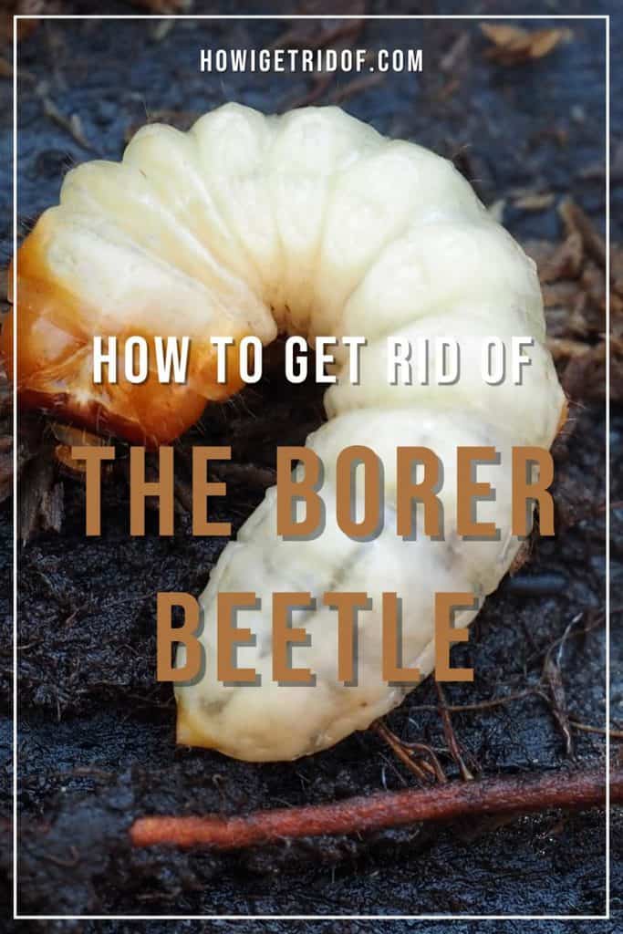 How To Get Rid Of The Borer Beetle How I Get Rid Of