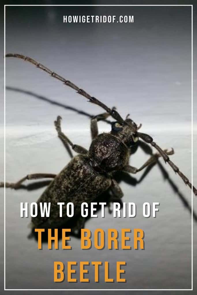 How To Get Rid Of The Borer Beetle How I Get Rid Of