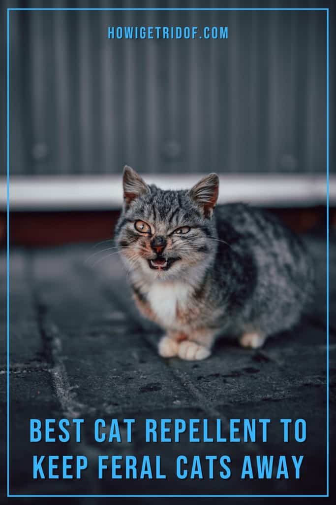 Best Cat Repellent to Keep Feral Cats Away How I Get Rid Of