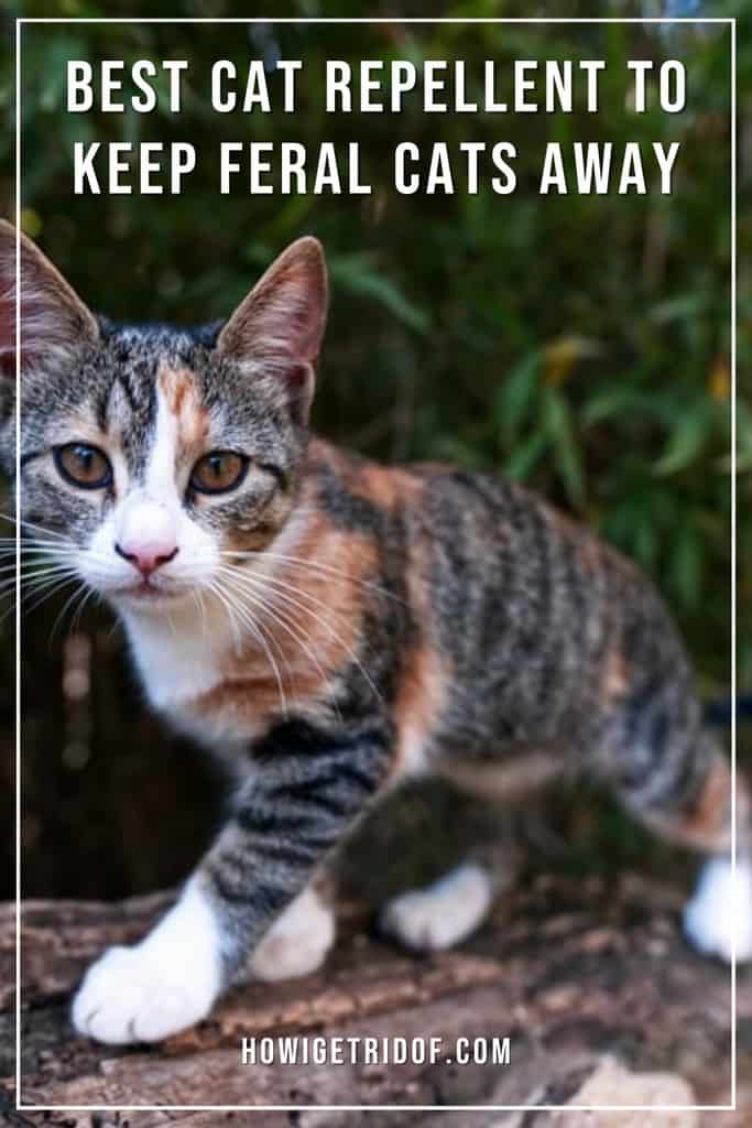 Best Cat Repellent to Keep Feral Cats Away How I Get Rid Of