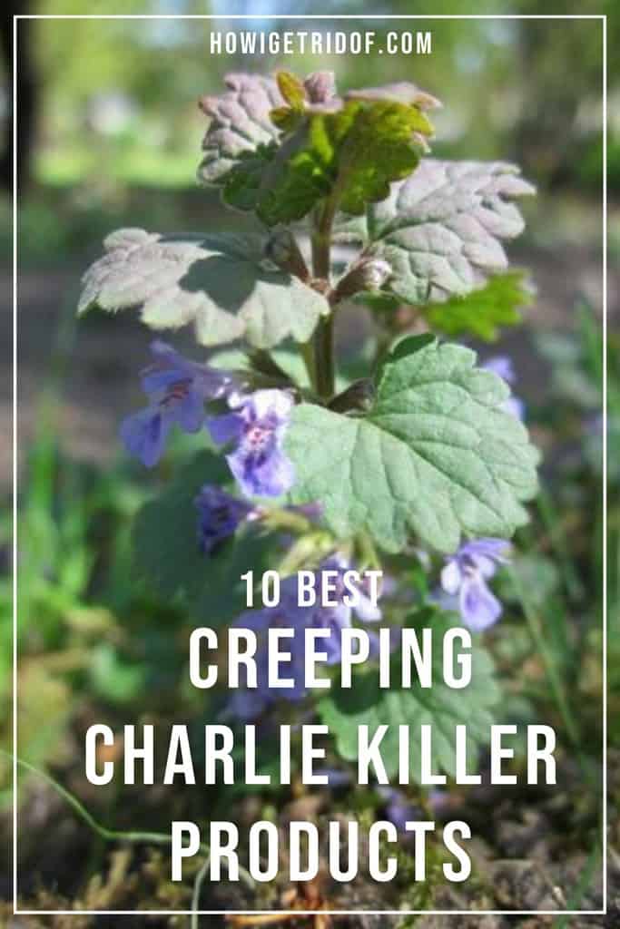 10 Best Creeping Charlie Killer Products How I Get Rid Of