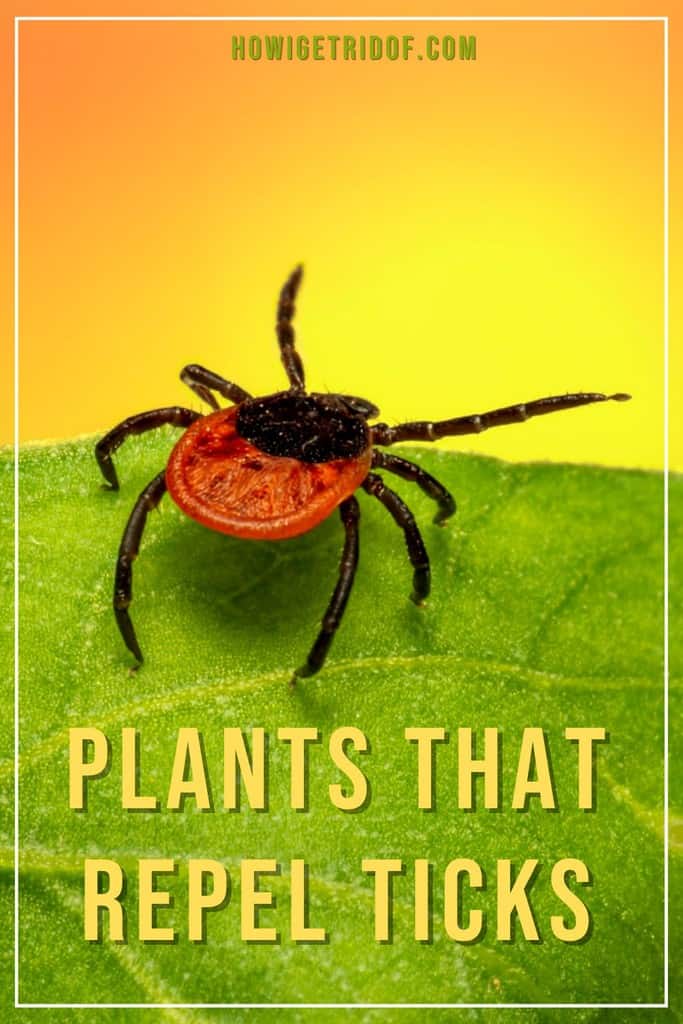 Plants That Repel Ticks How I Get Rid Of