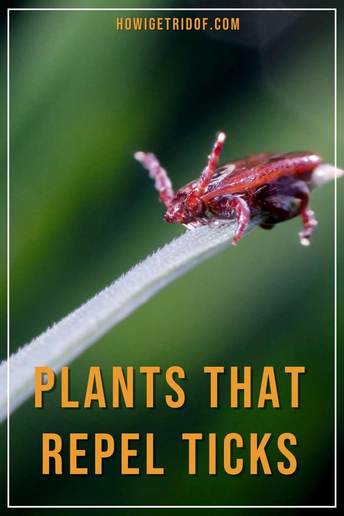 Plants That Repel Ticks How I Get Rid Of