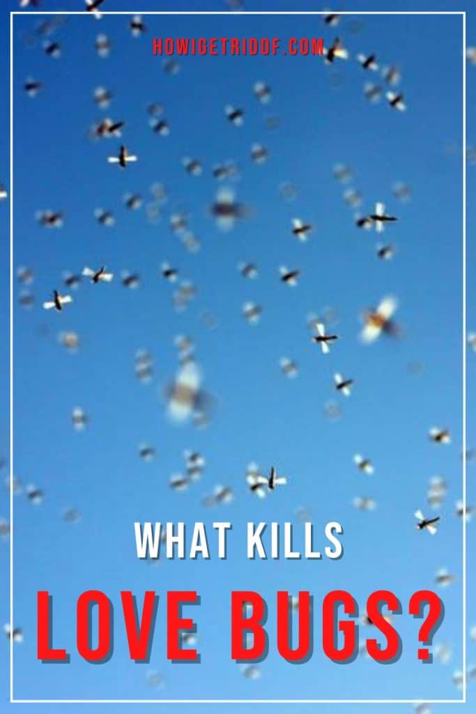 What Kills Love Bugs? How I Get Rid Of