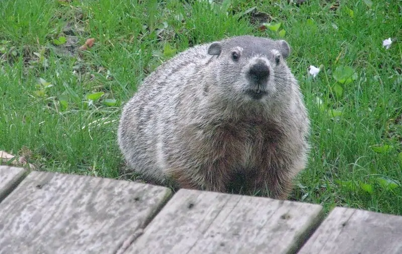 3 Groundhog