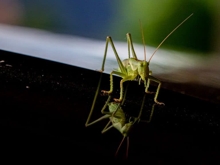 13 Types of You Can See in Your Garden How I Get Rid Of