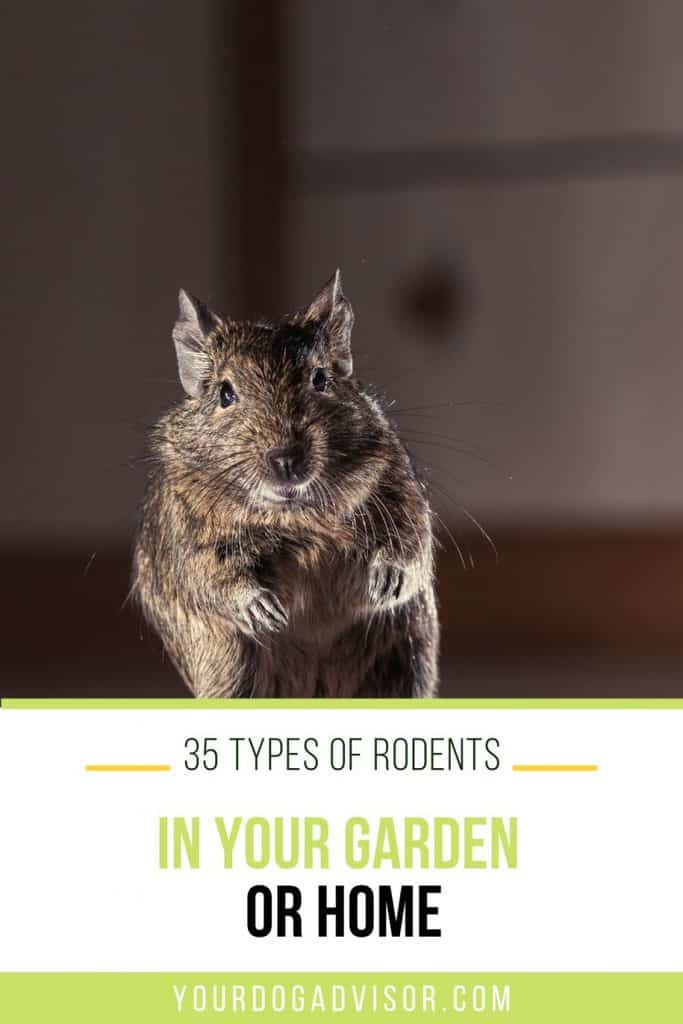 35 Types of Rodents in Your Garden and Home How I Get Rid Of