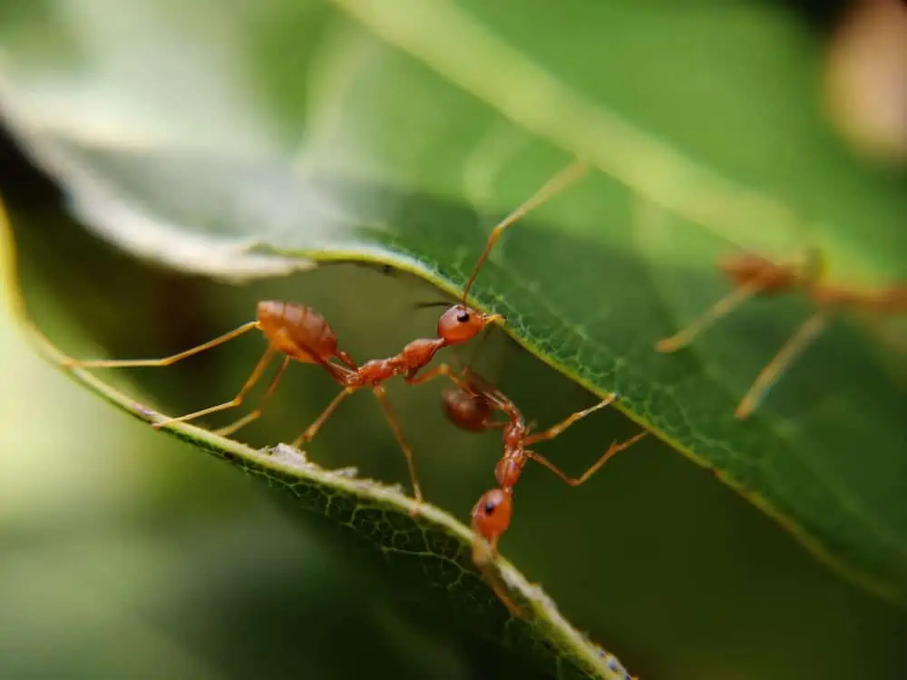 Top 10 Plants That Repel Ants To Include In Your Garden How I Get Rid Of   1 A Red Ant On A Leaf.webp