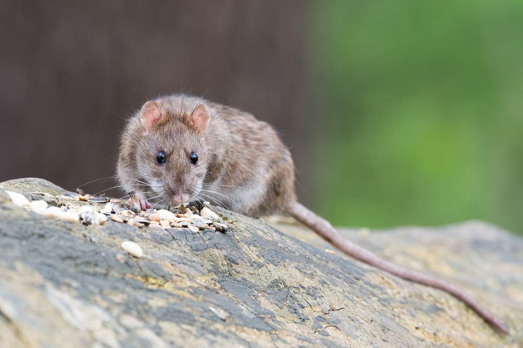 What Do Rats Hate? A Complete List Of Rat Repellents You May Not Have