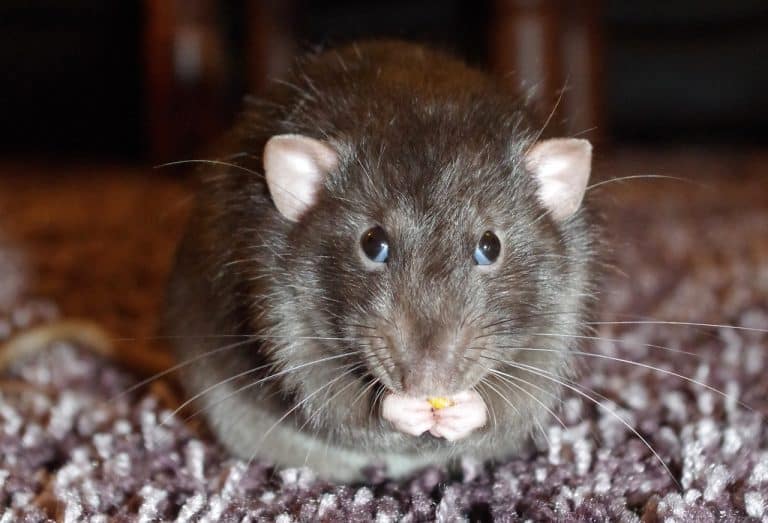 What Do Rats Hate? A Complete List Of Rat Repellents You May Not Have