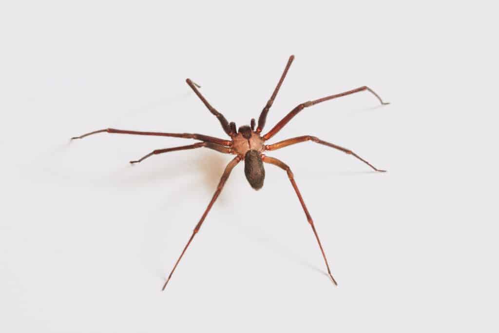 3 a brown recluse spider