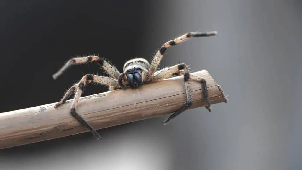 3 a spider on a stick