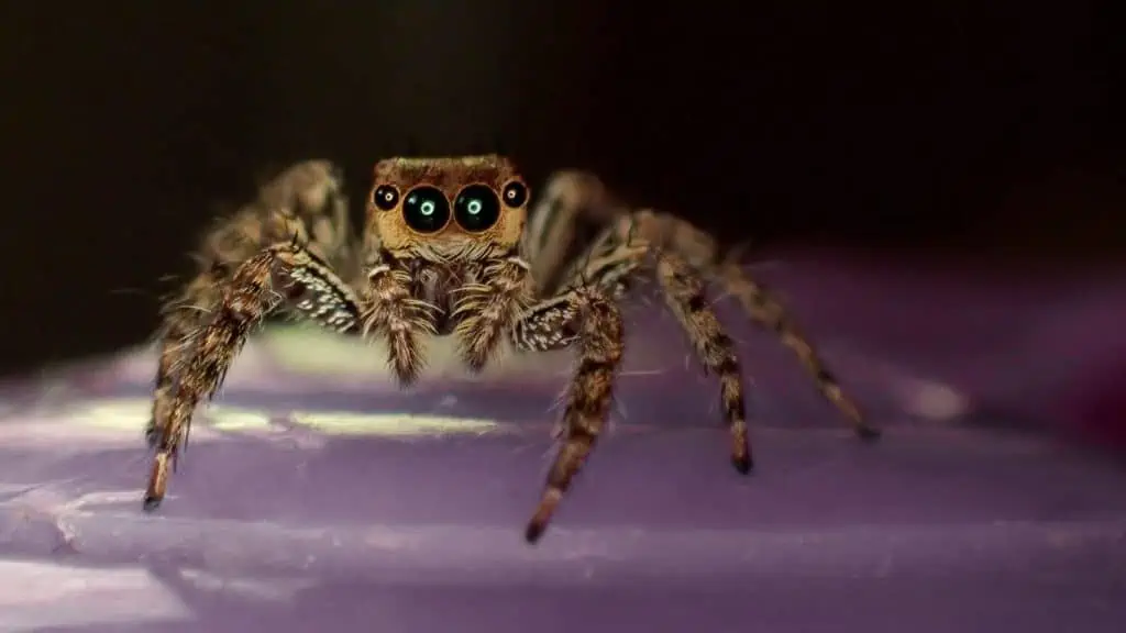 4 a spider on a purple surface