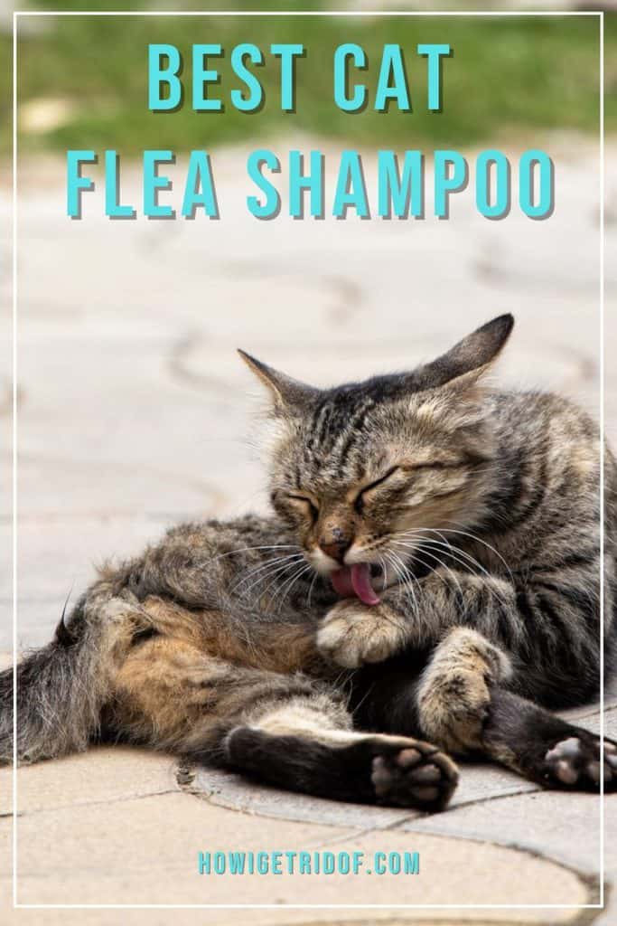 Best Cat Flea Shampoo How I Get Rid Of