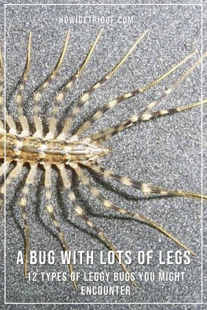 A Bug With Lots of Legs 12 Types of Leggy Bugs You Might Encounter How I Get Rid Of