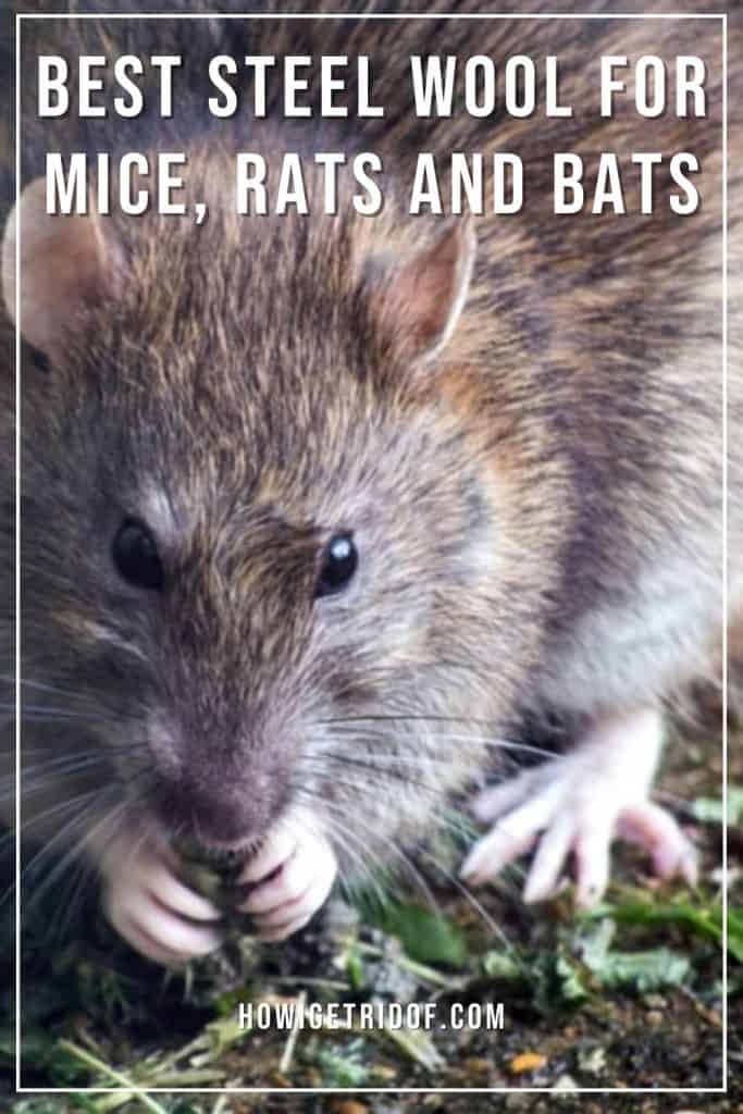 Best Steel Wool For Mice, Rats, And Bats How I Get Rid Of