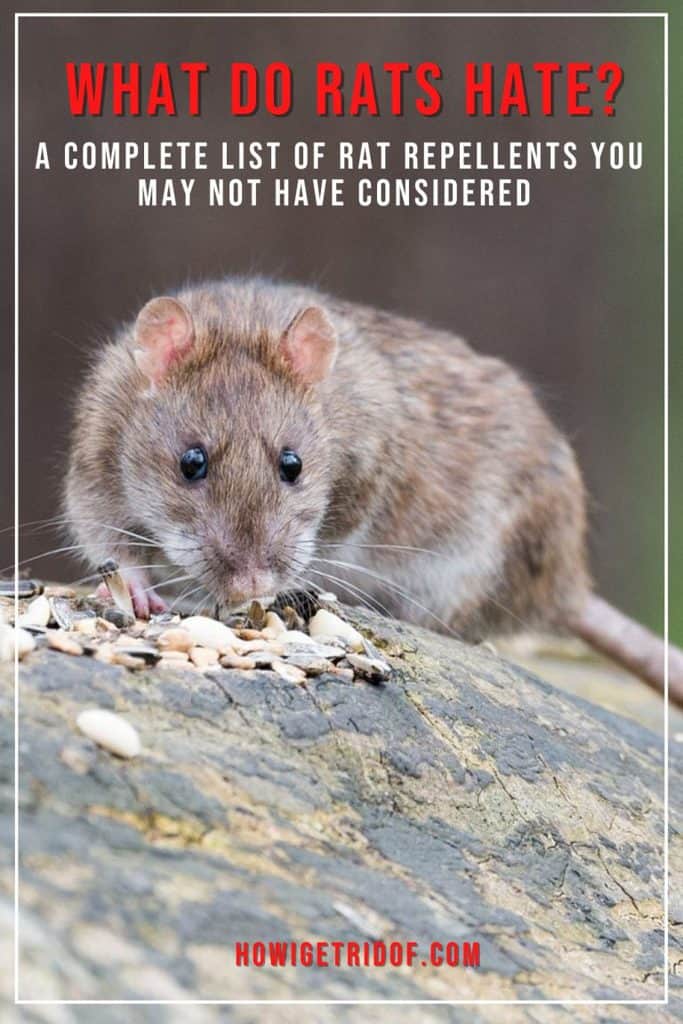 What Do Rats Hate? A Complete List Of Rat Repellents You May Not Have Considered How I Get Rid Of