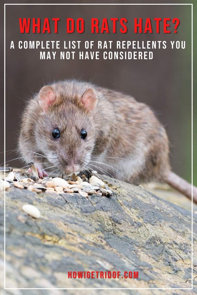 What Do Rats Hate? A Complete List Of Rat Repellents You May Not Have