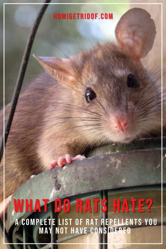 What Do Rats Hate? A Complete List Of Rat Repellents You May Not Have