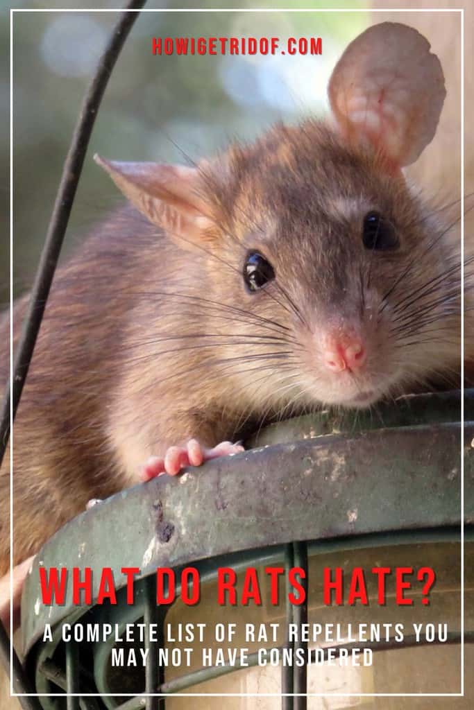 What Do Rats Hate? A Complete List Of Rat Repellents You May Not Have