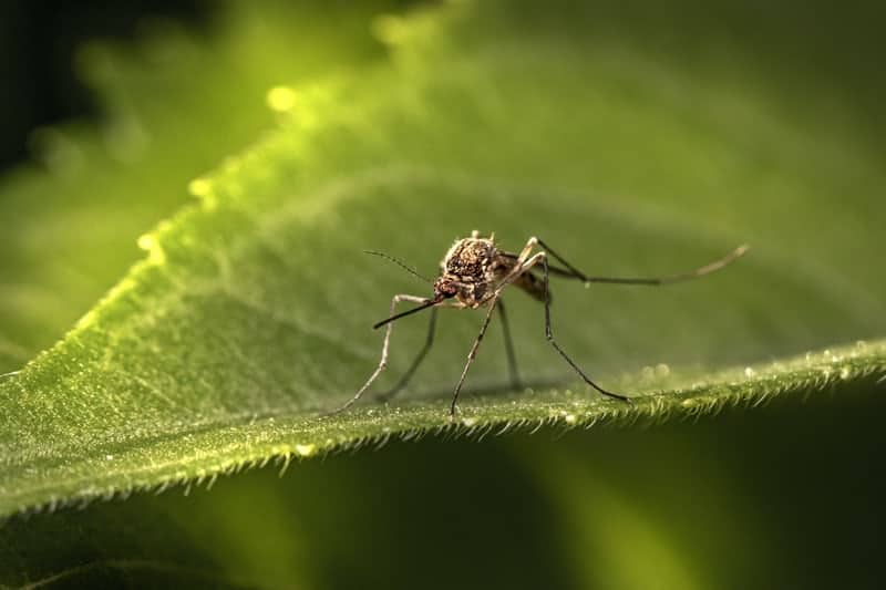 1 a mosquito on a leaf