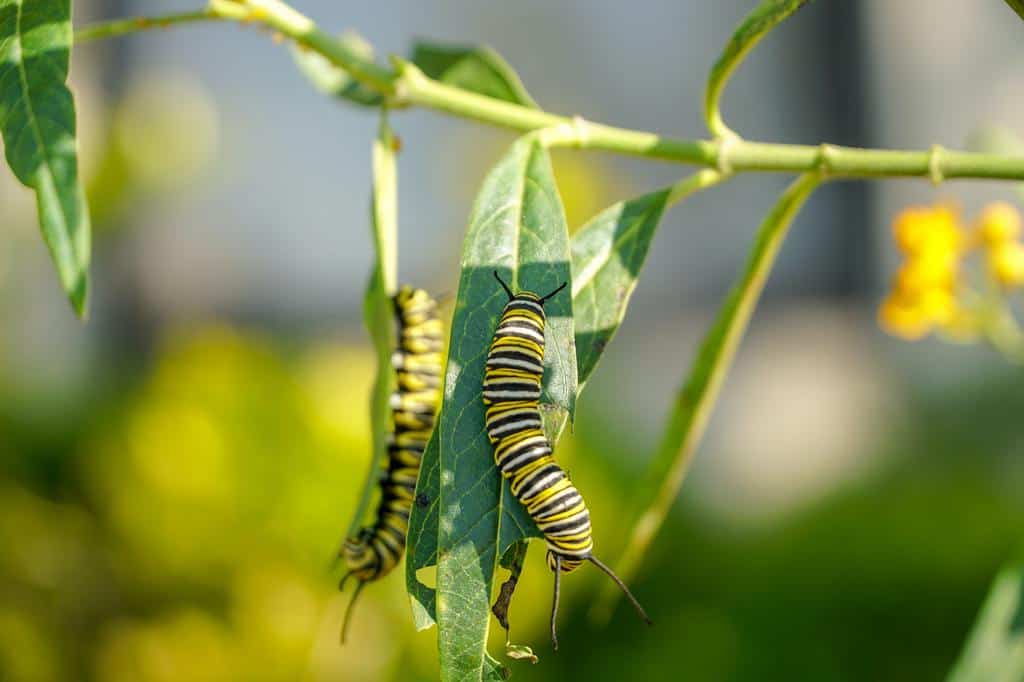 The Best Caterpillar Spray To Protect Your Garden This Summer How I