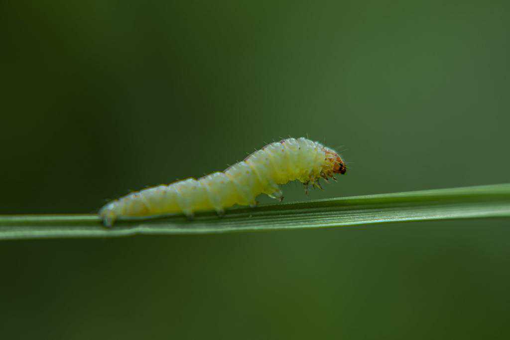 The Best Caterpillar Spray To Protect Your Garden This Summer How I