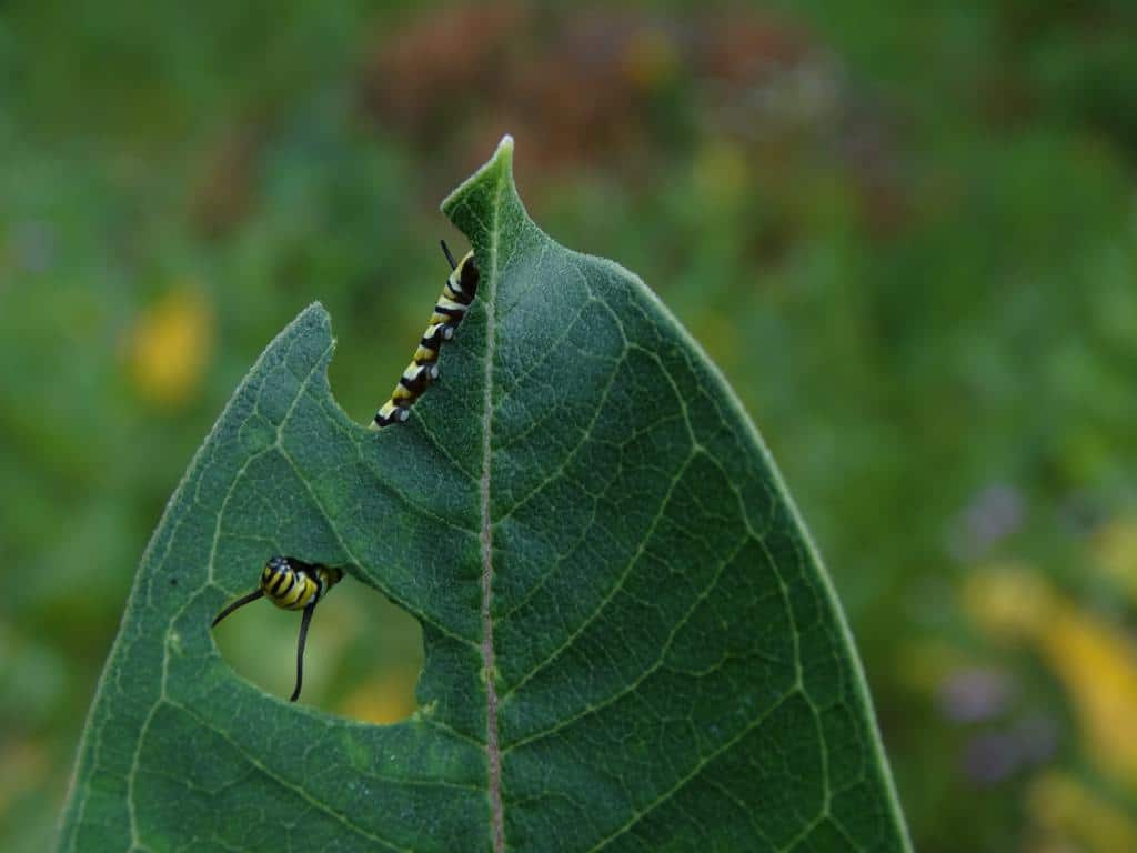 The Best Caterpillar Spray To Protect Your Garden This Summer How I