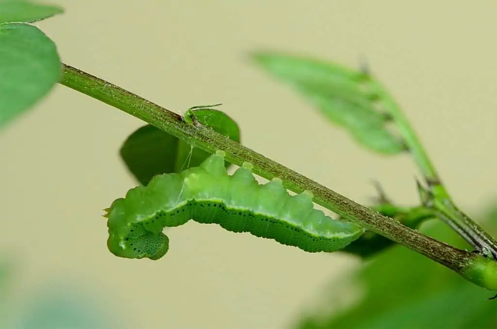 7 a green caterpillar upside down