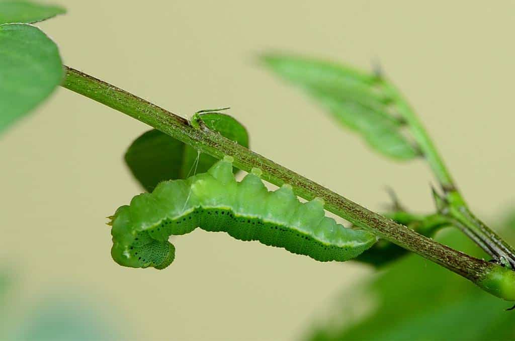 The Best Caterpillar Spray To Protect Your Garden This Summer How I