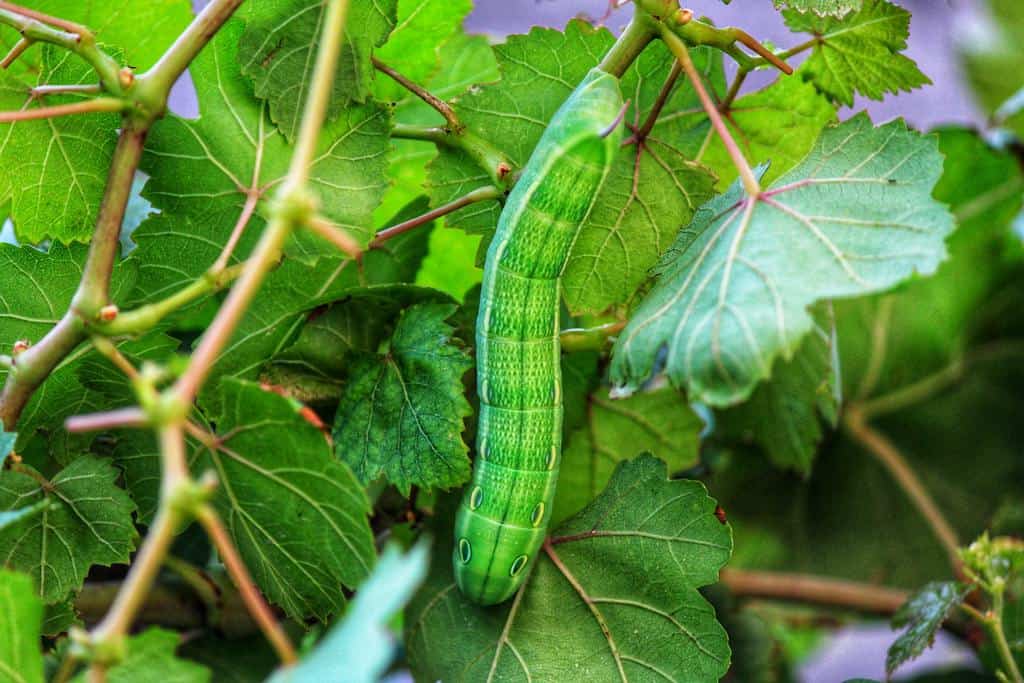 The Best Caterpillar Spray To Protect Your Garden This Summer How I