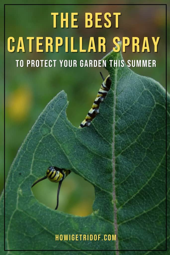The Best Caterpillar Spray To Protect Your Garden This Summer How I