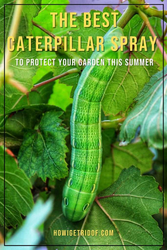 The Best Caterpillar Spray To Protect Your Garden This Summer How I