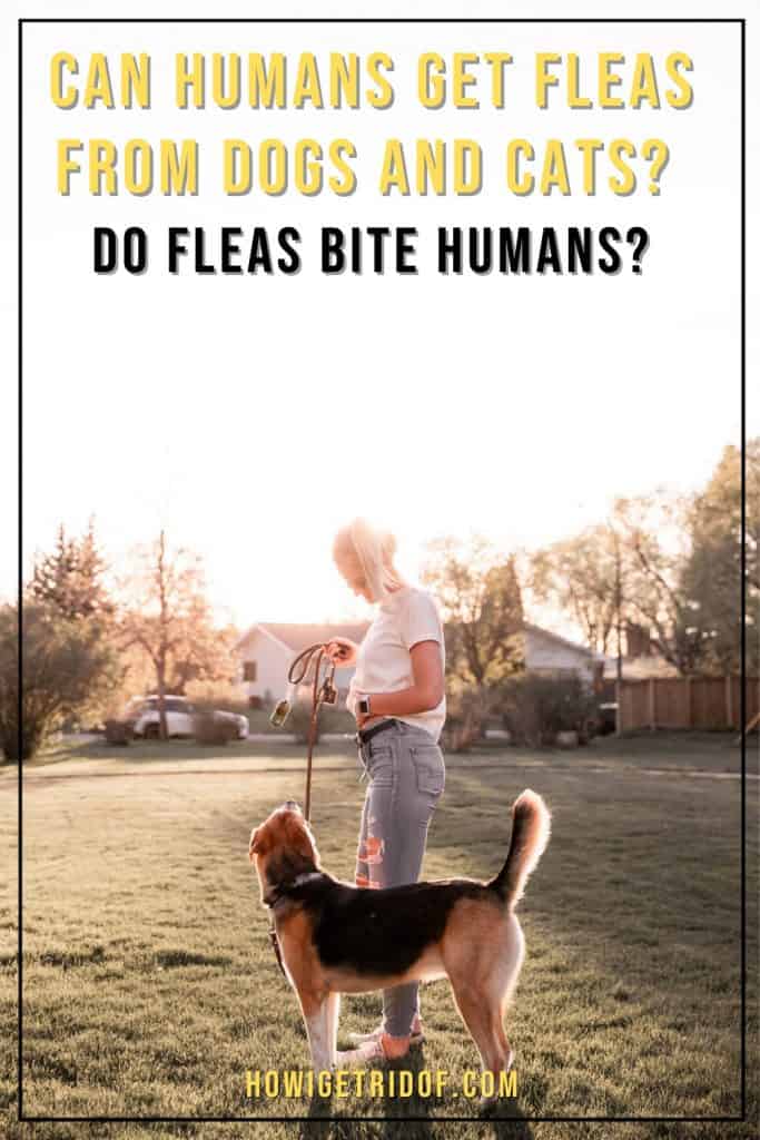 Can Humans Get Fleas 1
