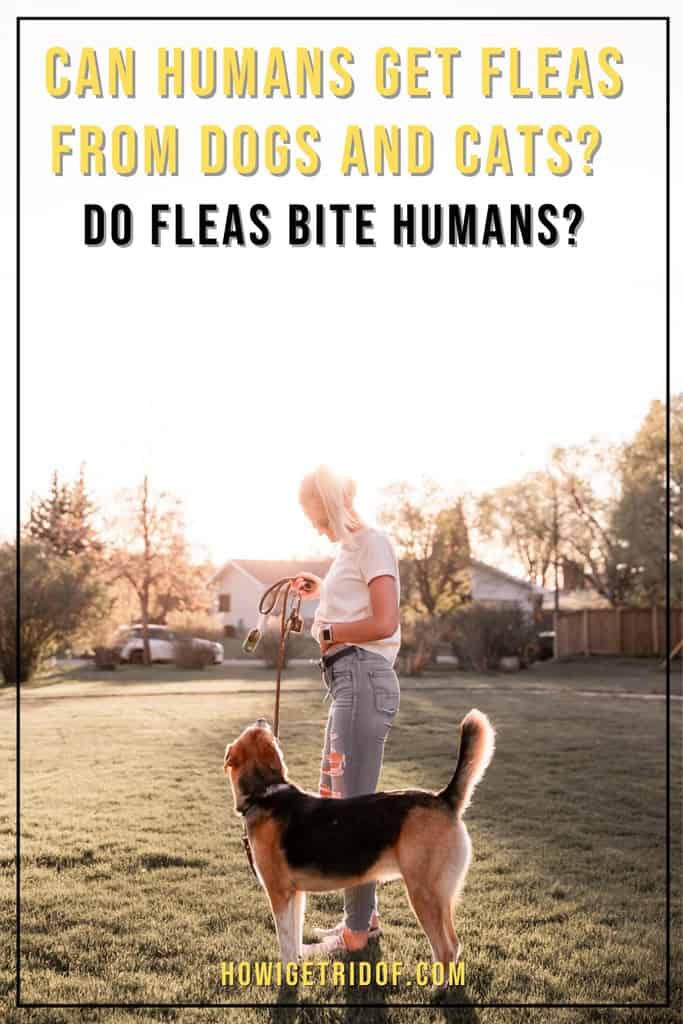 Can Humans Get Fleas from Dogs and Cats? Do Fleas Bite Humans? How I