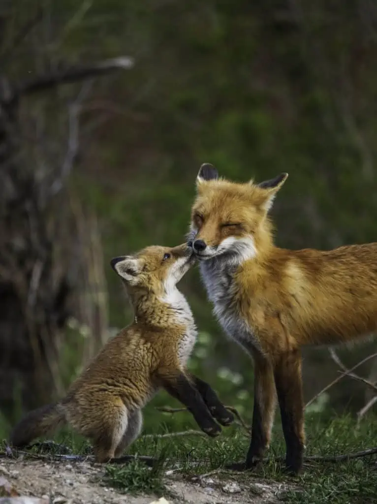 2 a fox with a kit