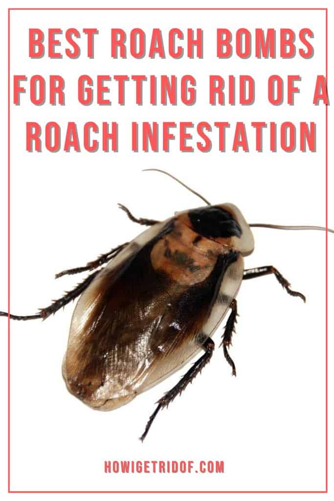 Best Roach Bombs For Getting Rid Of A Roach Infestation How I Get Rid Of