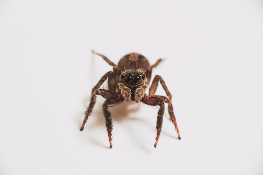 2 a house spider