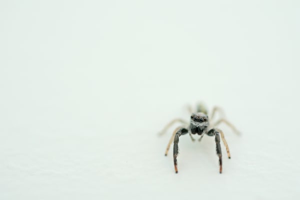 4 a spider against white