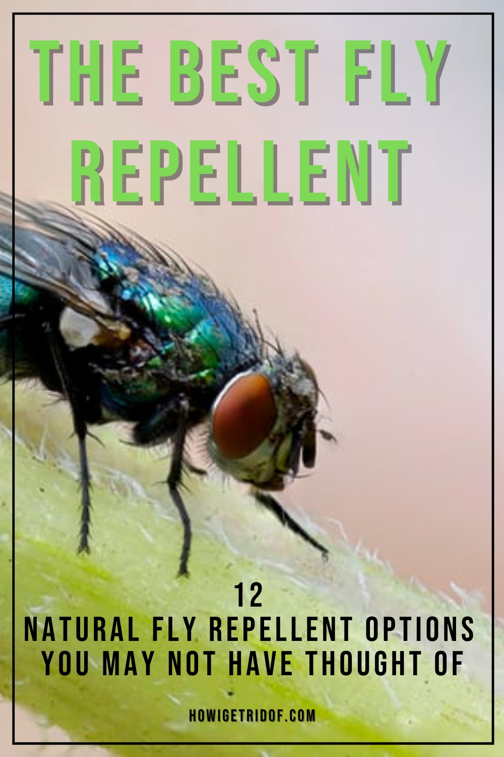 The Best Fly Repellent 12 Natural Fly Repellent Options You May Not