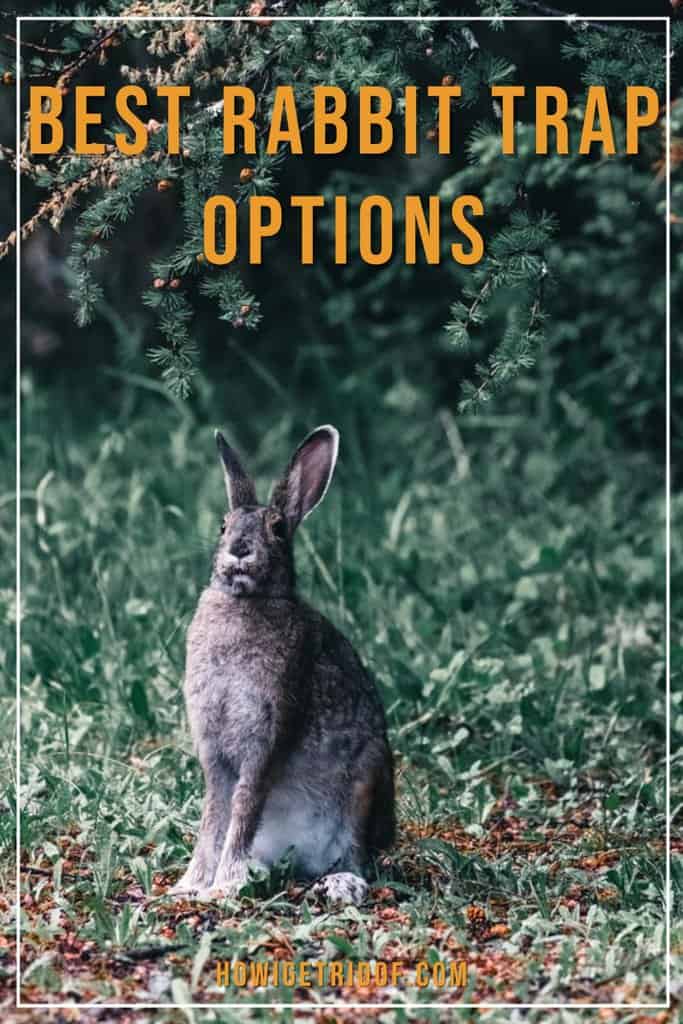 Best Rabbit Trap Options How I Get Rid Of